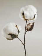 Tầm quan trọng của chất liệu Cotton trong may mặc quần áo trẻ  em- sơ sinh